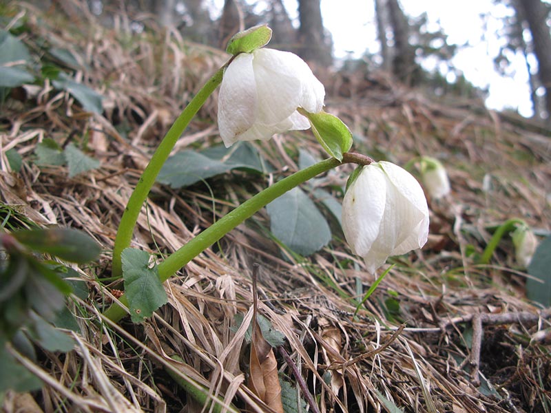 Schwarzenbergplan